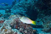 Halichoeres hortulanus Labre echiquier-Maldives Mahibadoo Rock-5m-20240424-da-DSC_6652_tn